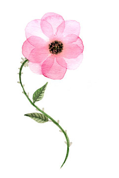 Sfondo con delicato fiore rosa dipinto ad acquerello isolato su sfondo bianco