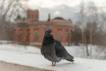  dove of peace
