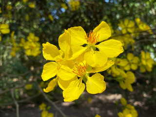 Ochna integerrima flowers at spring time