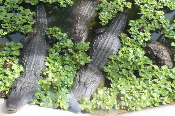 crocodile in a water park