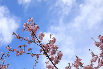 松田山の河津桜