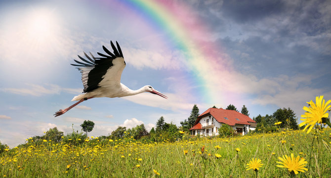Weissstorch fliegt über Blumenwiese zu einem Wohnhaus, auf dem ein Regenbogen endet