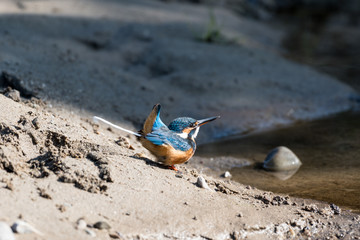 common kingfisher also known as the Eurasian kingfisher, and river kingfisher, is a small kingfisher with seven subspecies recognized within its wide distribution across Eurasia and North Africa.