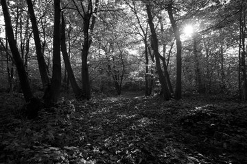 Obraz premium Light in the dark woods