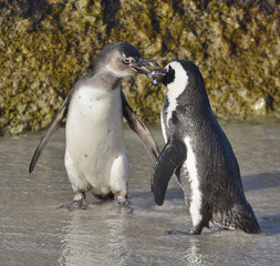 Kissing African penguins on the beach. African penguin ( Spheniscus demersus) also known as the jackass penguin and black-footed penguin. Boulders colony. Cape Town. South Africa