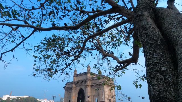 Beautiful shot of Gateway Of India behind a tree with a lot of pigeons flying around