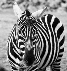 Fototapeta na wymiar Black and white close up of zebra