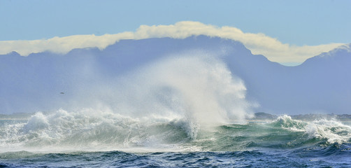 Fototapeta premium Wave Ocean Wave crashing ocean water power. Powerful ocean waves breaking. Wave on the surface of the ocean. Wave breaks on a shallow bank. Natural background stormy weather.South Africa