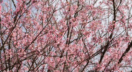 Pink cherry tree in spring season.