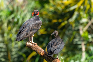 King vulture, Sarcoramphus papa, large bird found in Central and South America. Flying bird, forest in the background. Wildlife scene from tropic nature. Red head bird. Condor with open wing, Panama