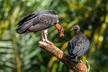 King vulture, Sarcoramphus papa, large bird found in Central and South America. Flying bird, forest...