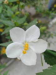 white flower, looking beautiful, pure white & little yellow color delighted to watch, Incredible nature 