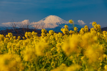菜の花と富士山