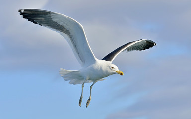 Kelp gull (Larus dominicanus)