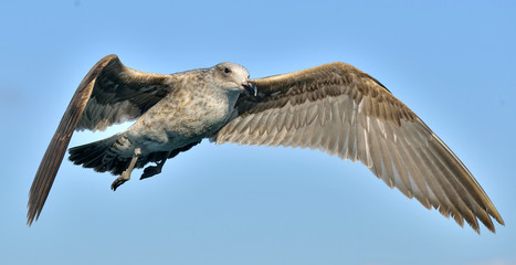 Flying Juvenile Kelp gull (Larus dominicanus), also known as the Dominican gull and Black Backed Kelp Gull. False Bay, South Africa