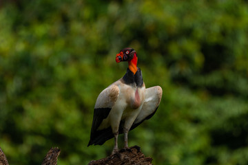 King vulture, Sarcoramphus papa, large bird found in Central and South America. Flying bird, forest...