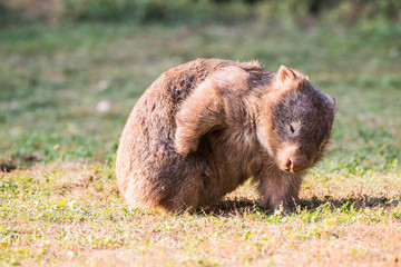 Wombat Morgendusche, im Sonnenuntergang 