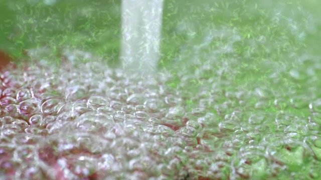 A huge amount of bacteria in water.