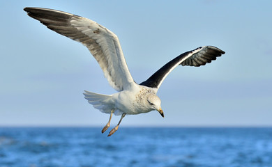 Fototapeta na wymiar Flying Juvenile Kelp gull (Larus dominicanus), also known as the Dominican gull and Black Backed Kelp Gull. False Bay, South Africa
