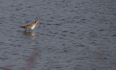 Limosa limosa 