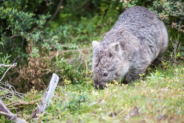 wilder Wombat in Australien