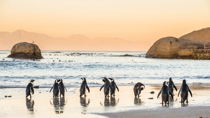 African penguins on the sandy coast in sunset. Red sky. African penguin ( Spheniscus demersus) also known as the jackass penguin and black-footed penguin. Boulders colony. Cape Town. South Africa - obrazy, fototapety, plakaty