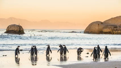  African penguins on the sandy coast in sunset. Red sky. African penguin ( Spheniscus demersus) also known as the jackass penguin and black-footed penguin. Boulders colony. Cape Town. South Africa © Uryadnikov Sergey