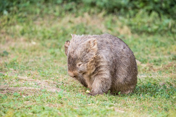 wilder Wombat in Australien