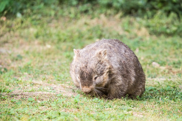 wilder Wombat in Australien (Wilsons Promontory Nationalpark)