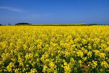 Obraz premium 日本の絶景、横浜町の菜の花畑。横浜、青森、日本。5月中旬。