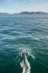 Obraz premium swimming dolphin in the ocean and hunting for fish. Dolphin jumping out of the water. The Long-beaked common dolphin (scientific name: Delphinus capensis) swimming in atlantic ocean.
