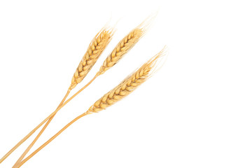 Set dried ear of barley or wheat isolated on white background.