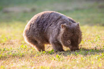 wilder Wombat im Abendlicht (Kangaroo Valley, Australien)