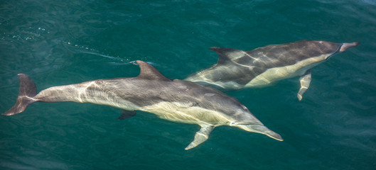 Naklejka premium Group of dolphins, underwater swimming in the ocean and hunting for fish. The Long-beaked common dolphin ( Delphinus capensis ) swim in atlantic ocean. Blue water background