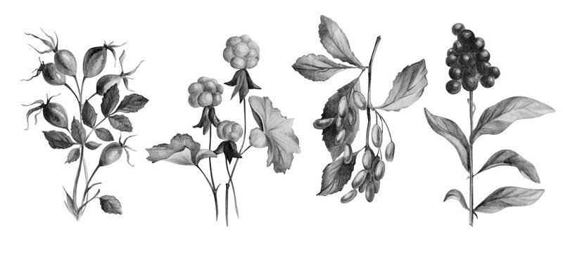 Hand drawn botanical illustration. Pencil drawn dog-rose, cloudberry, barberry, elder isolated on white. Wild berries for posters, postcards, design, wallpaper.