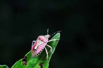 stink bug insects in natural state
