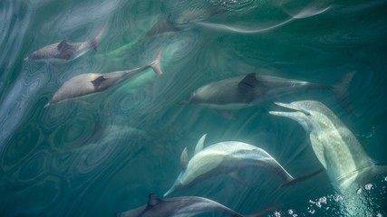 Fototapeta premium Group of dolphins, underwater swimming in the ocean and hunting for fish. The Long-beaked common dolphin ( Delphinus capensis ) swim in atlantic ocean. Blue water background