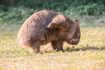 wilder Wombat im Abendlicht (Kangaroo Valley, Australien)