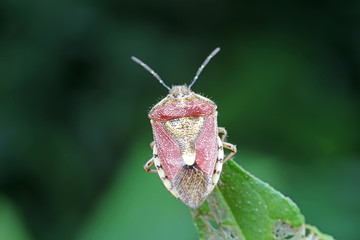 stink bug insects in natural state