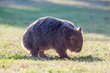 wilder Wombat im Abendlicht (Kangaroo Valley, Australien)