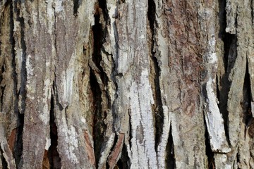 The cracks in the bark of the tree.