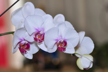 Beautiful white orchid flowers closeup