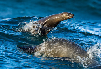 Obraz premium Seals swim and jumping out of water . Jumping Cape fur seal (Arctocephalus pusillus pusillus).