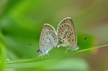 mating butterfly on green grass