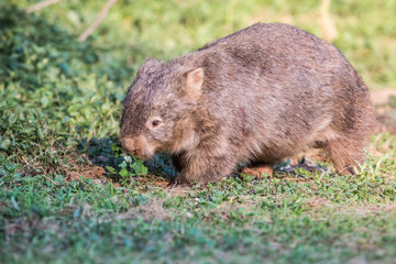 Naklejka na ściany i meble wilder Wombat in Australien