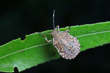 stink bug insects in natural state