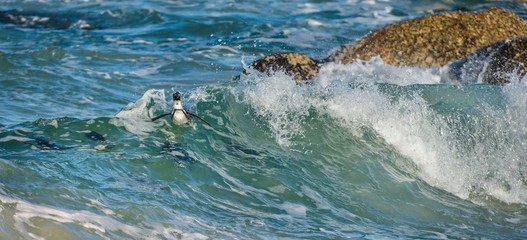 Fototapeta premium African penguins swim in the blue water of the ocean and foam of the surf.African penguin (Spheniscus demersus) also known as the jackass penguin and black-footed penguin.Boulders colony. South Africa