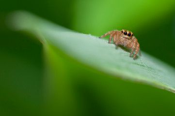 spider on a leaf