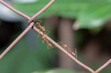 three red ants are walking on a wire