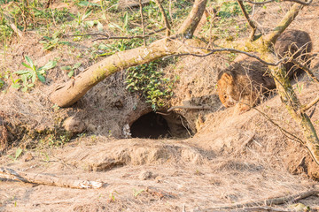 Wombat verschwindet in seinem Erdloch